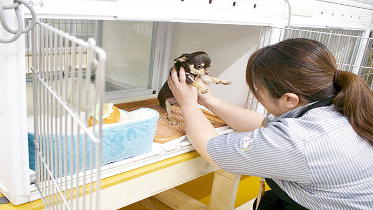 Animal World NICO PET京都八幡店(ホテル)