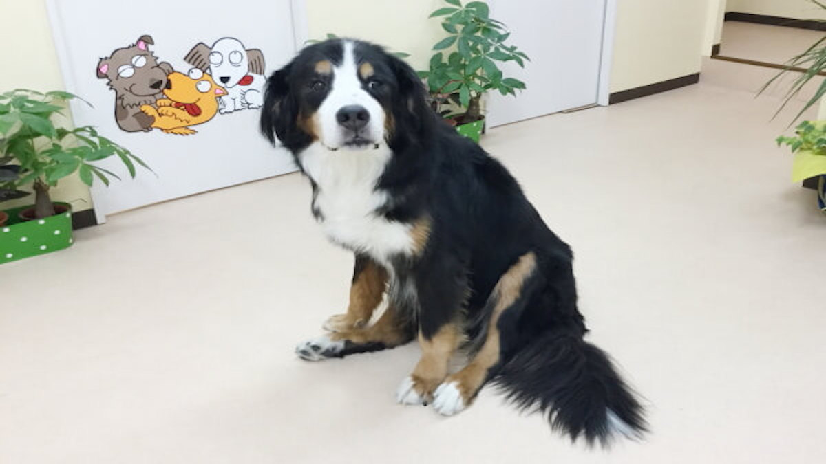 ドッグブレスユー動物病院(ホテル、一時預かり)