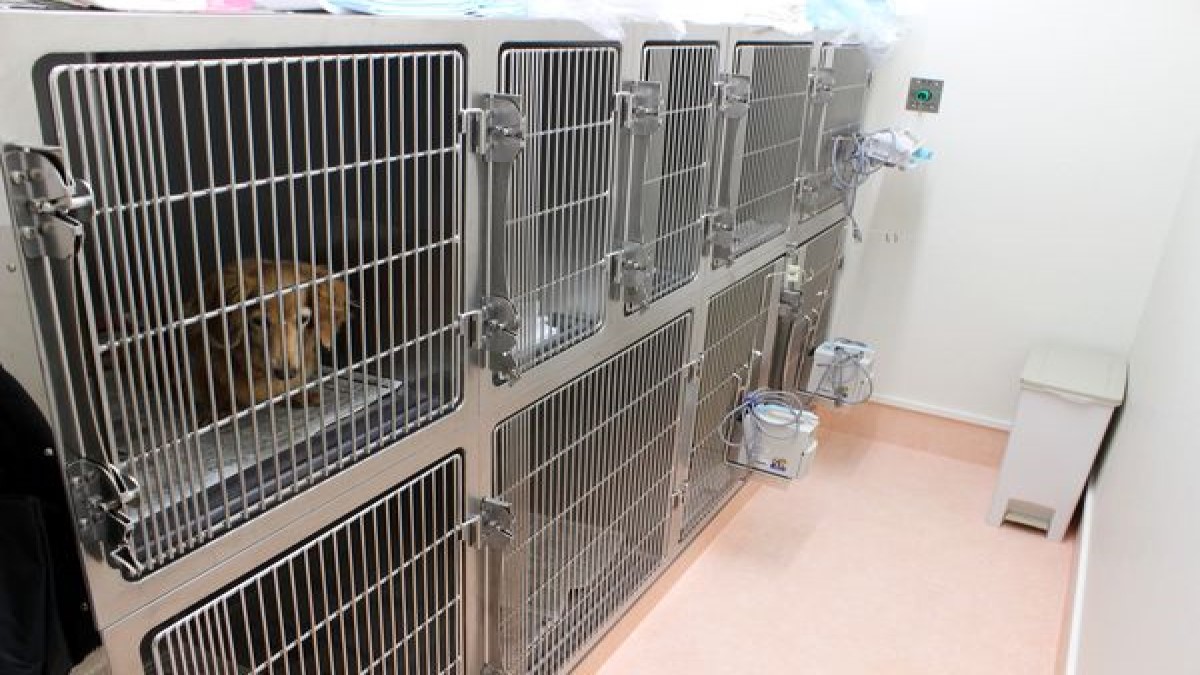 ふじむら犬と猫の病院(ホテル)