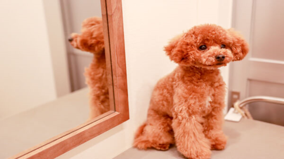 PET SALON MAHALO(ホテル)