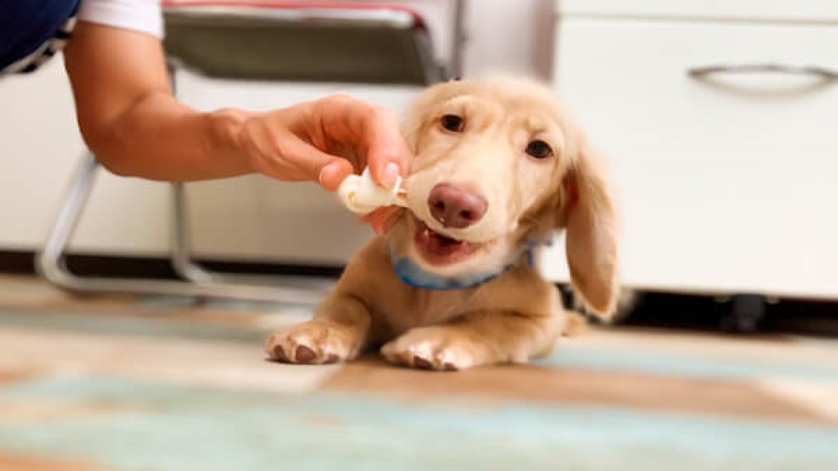 PET SALON MAHALO(ホテル)