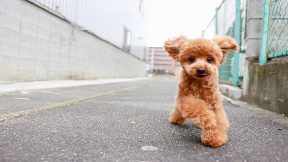 PET SALON MAHALO(ホテル)