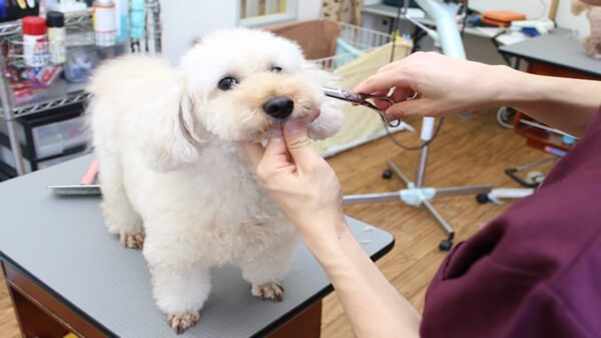 pet care salon glan(ホテル)
