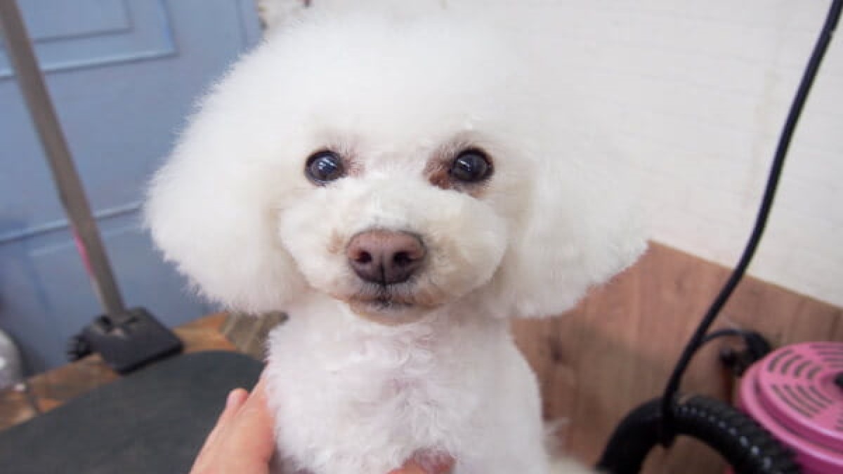 Dog salon Hughug 帝塚山店(ホテル)