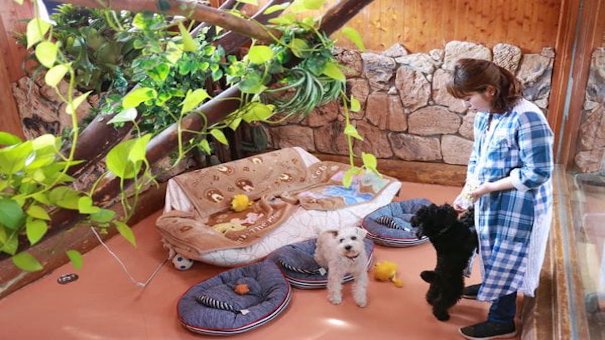ペットサロン てるてるBouZoo(ホテル)