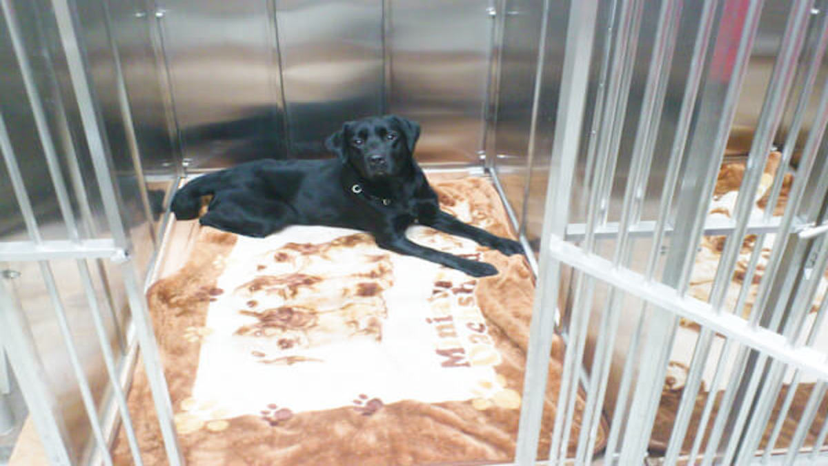 京洛警察犬訓練所