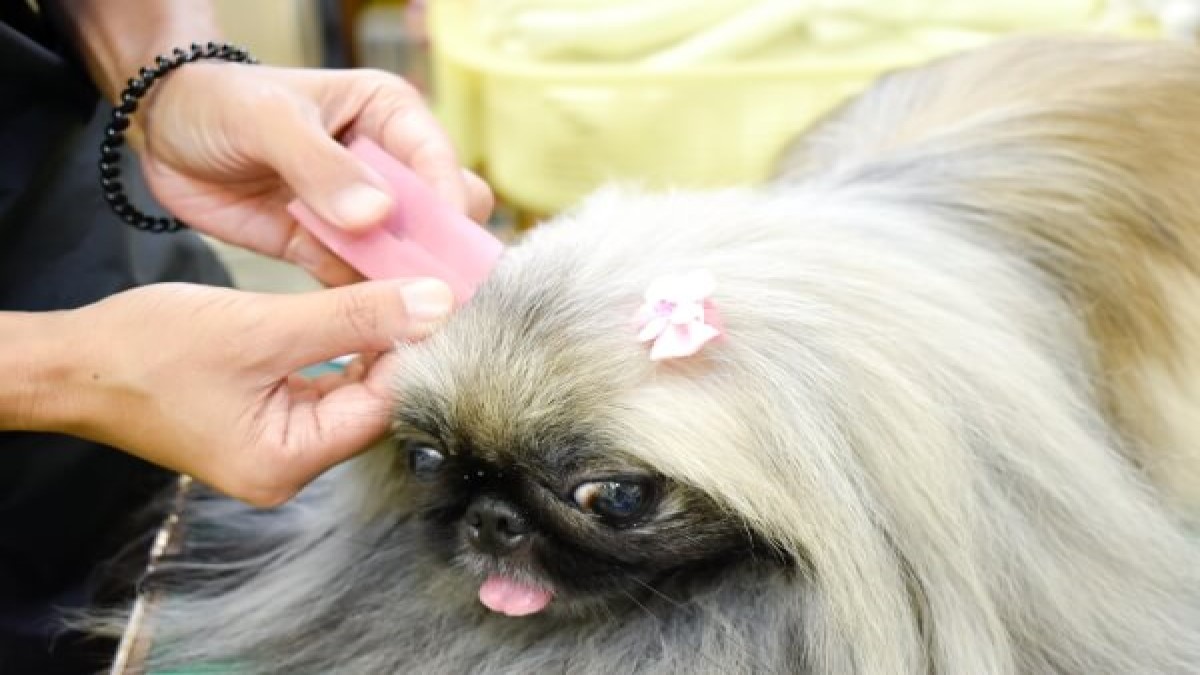 ドッグハウス ロン(ホテル)
