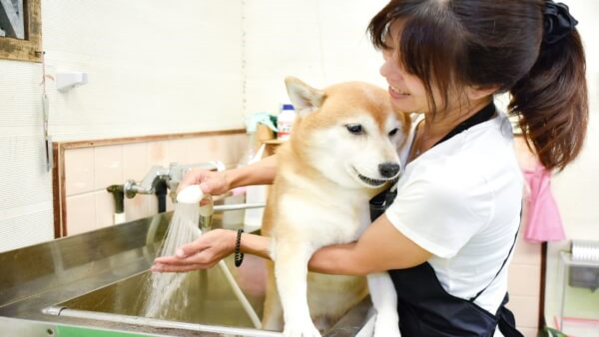 ドッグハウス ロン(ホテル)
