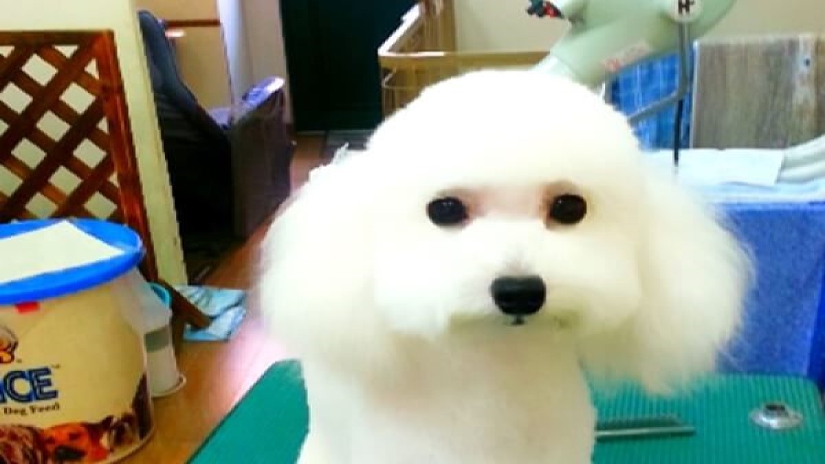 ドッグサロン シャンプー