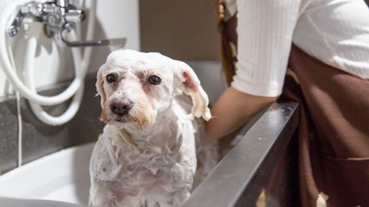 DogCareSalon KatCut