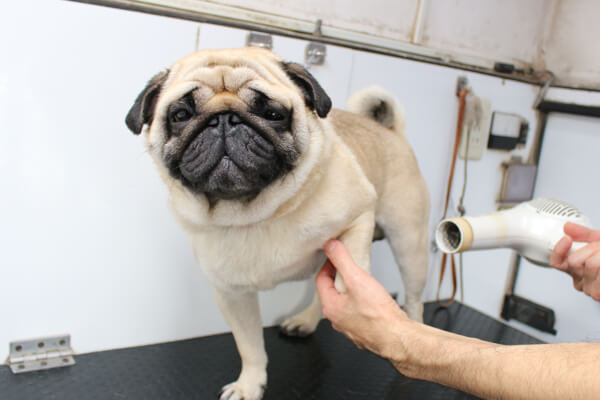 犬の出張シャンプー屋さん サンタ相模が丘店