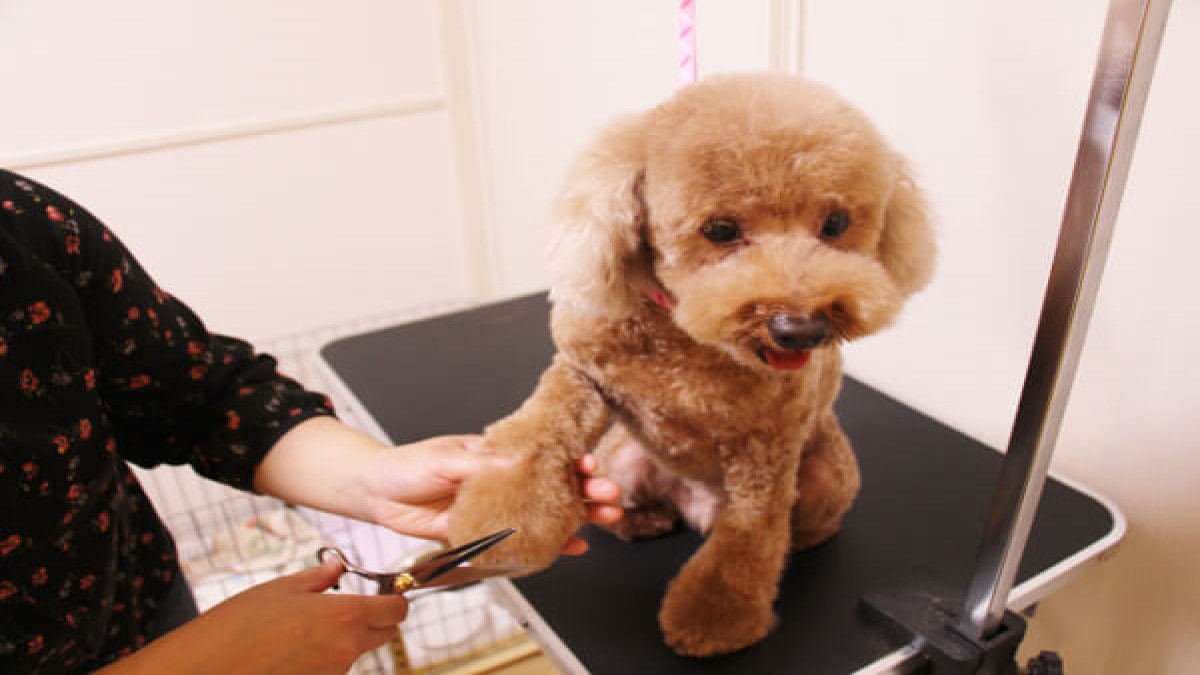 ペットライフサポートサロン Lovely Tico