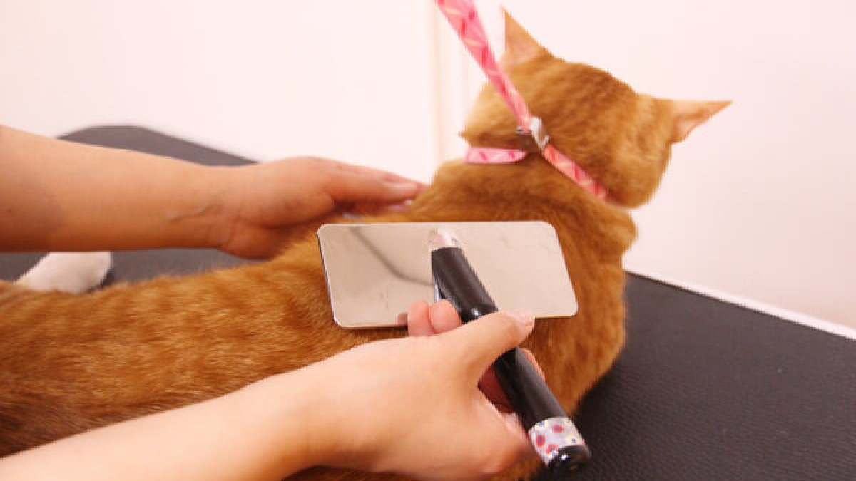 ペットライフサポートサロン Lovely Tico