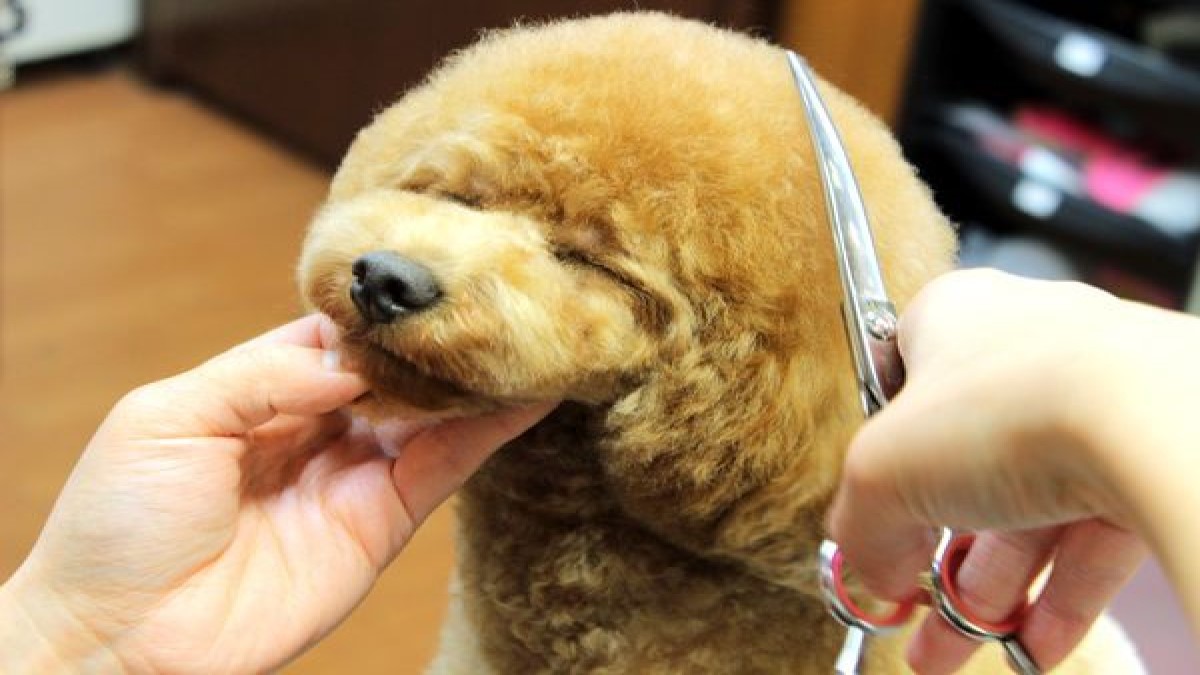 PET-SPA 駒沢公園店