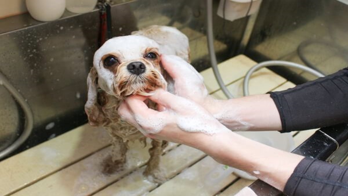 PET-SPA 自由が丘店