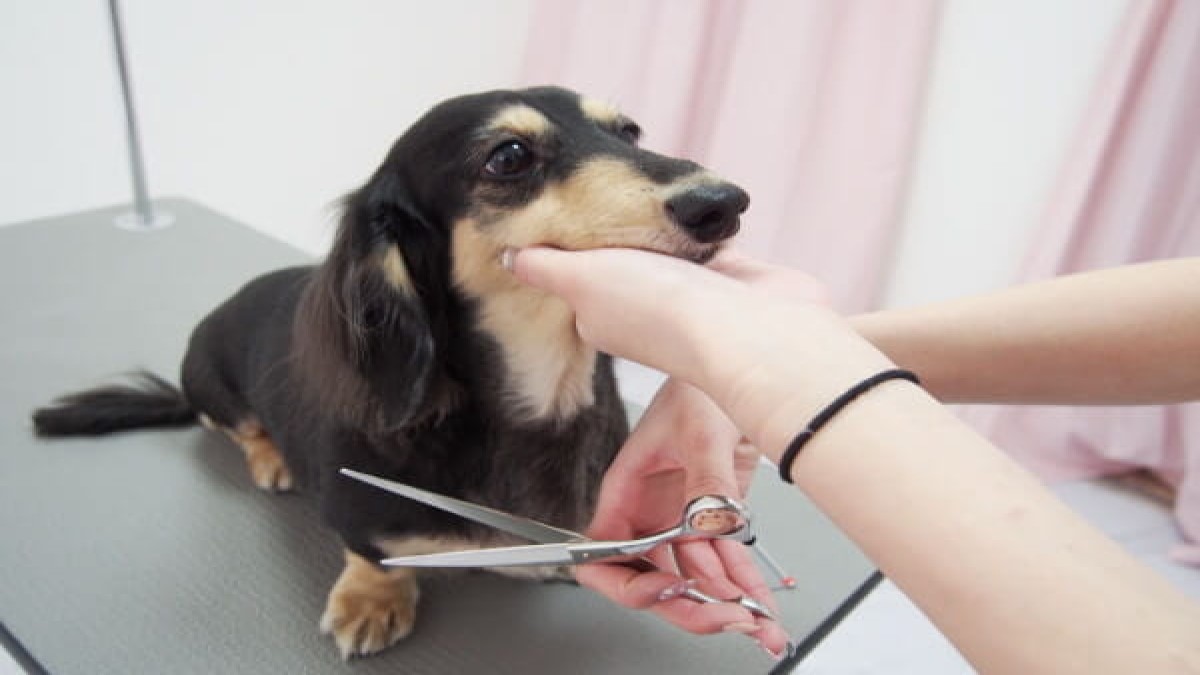 Dog salon Merci