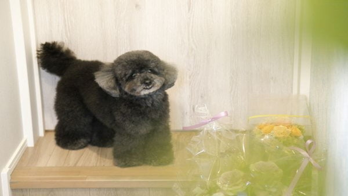 Dog Salon famiru