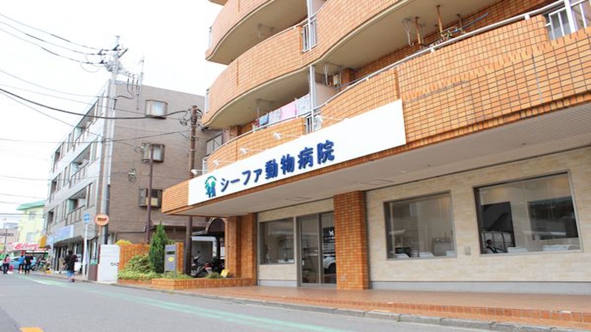 シーファ動物病院(トリミング)