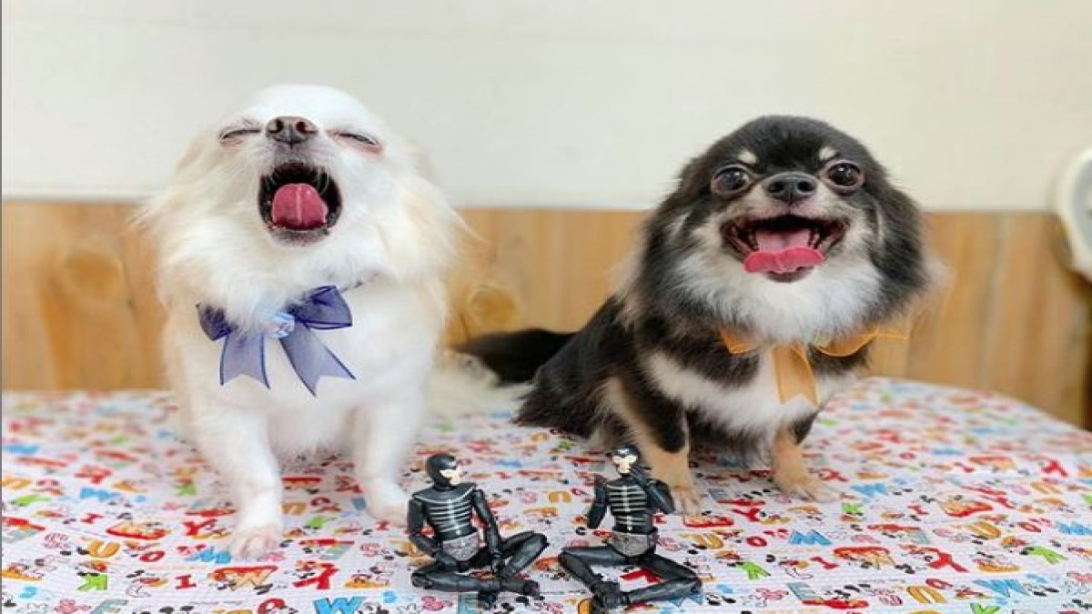 DOGGY STYLE