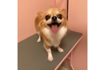犬の美容室 さとう