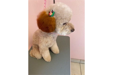犬の美容室 さとう