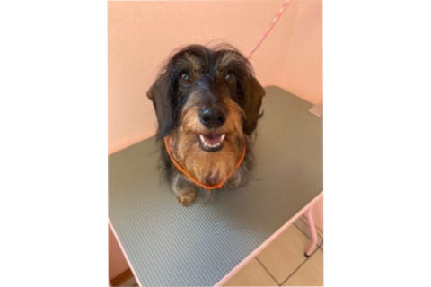 犬の美容室 さとう