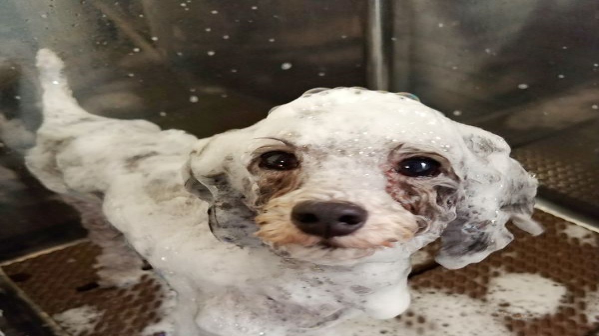 Dogsalon SPERA