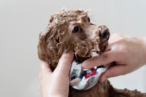 Dog's アンジュ