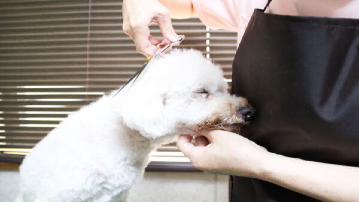 Dog salon ☆ fam
