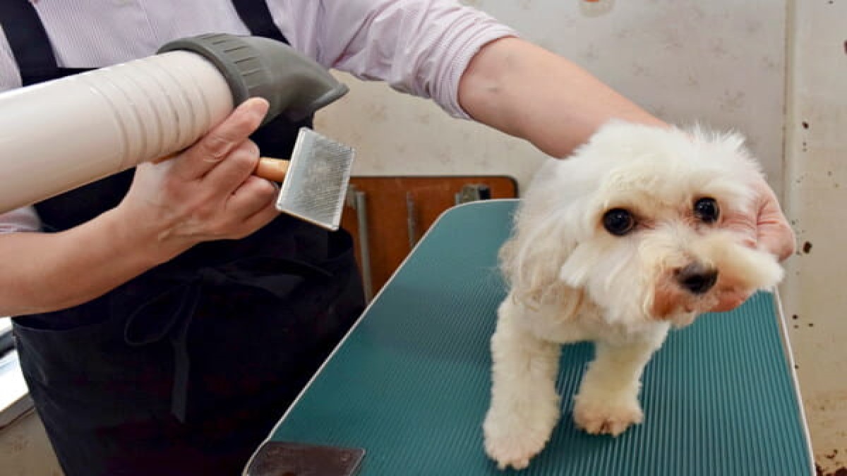 小型犬専門ショップVivien