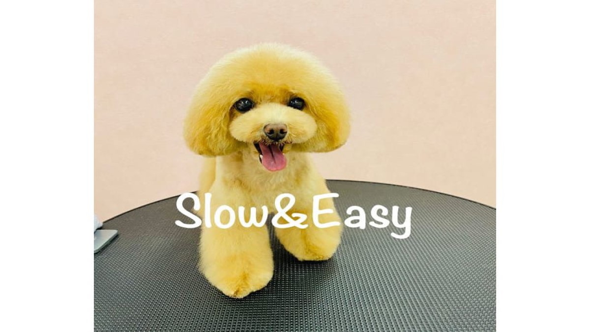 Dog Salon Slow&Easy