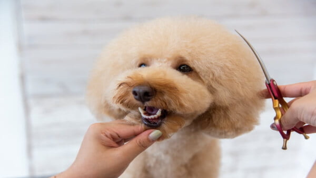 Dog Design Mignon