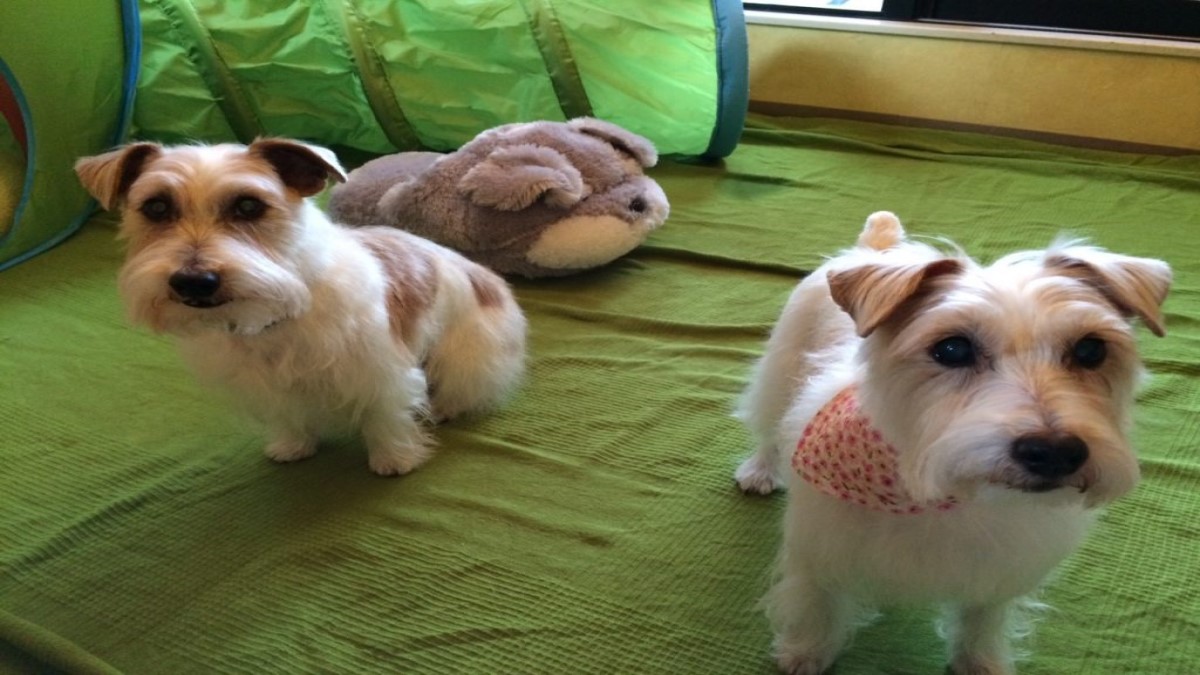 DOG’s PRO SHOP TERRIER’S(テリアス)目黒店