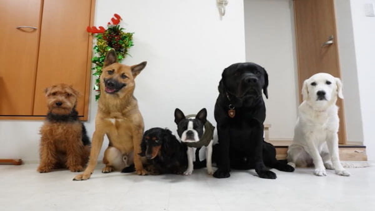 Dog Training GINGA