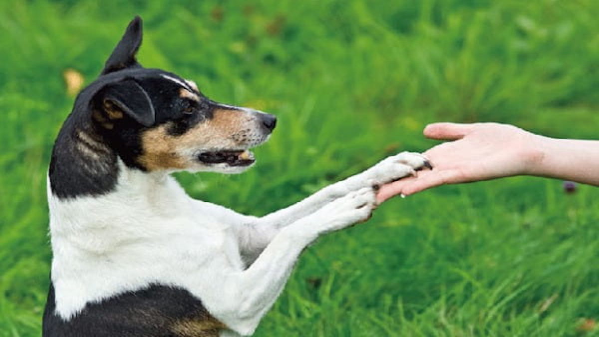 Dog Training GINGA