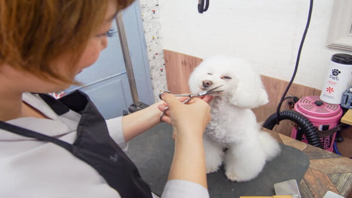 Dog salon Hughug　帝塚山店