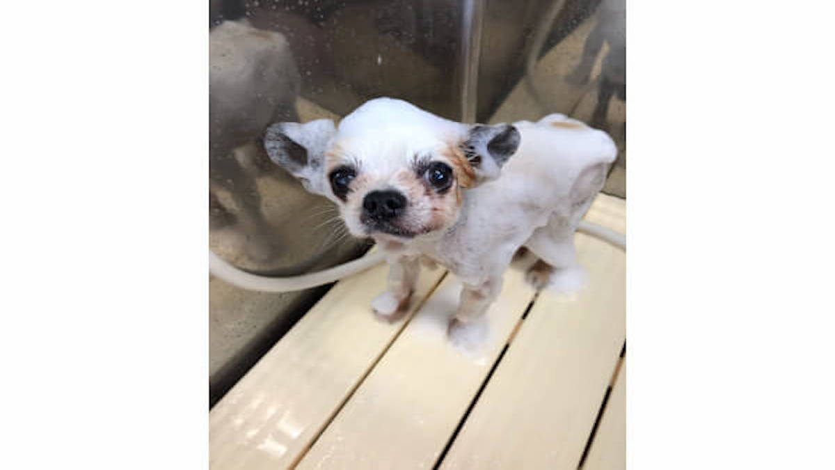 犬の美容室 ぐみ