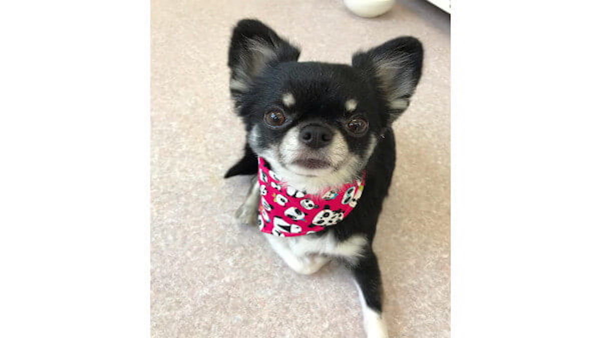 犬の美容室 ぐみ