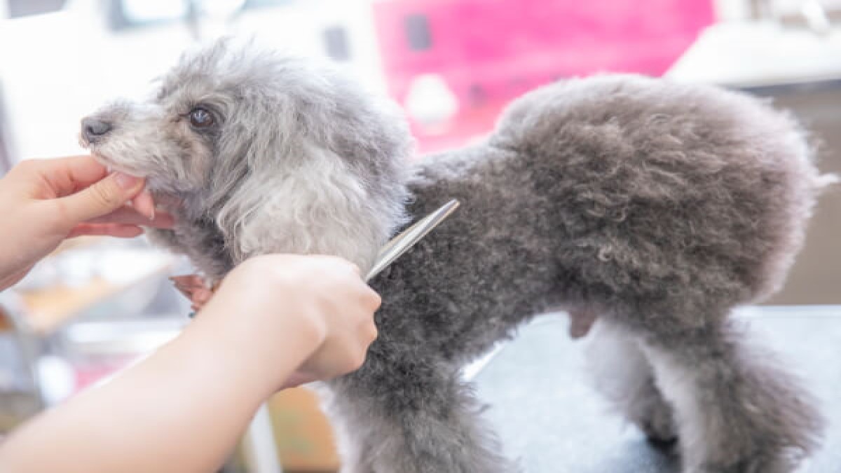 80Dog’s 粕屋東店