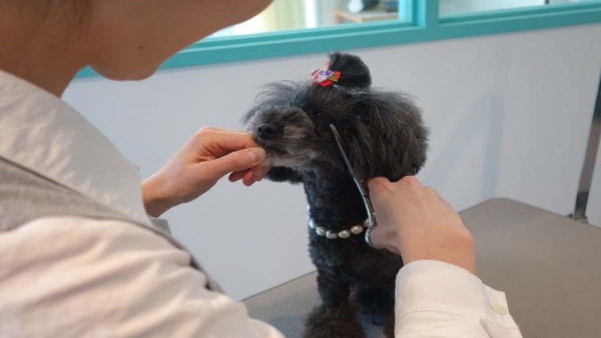 Dog salon Lotti