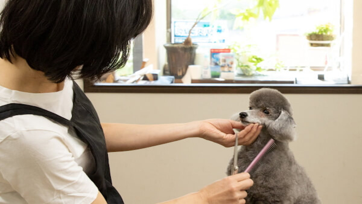 Dog care salon Smooch