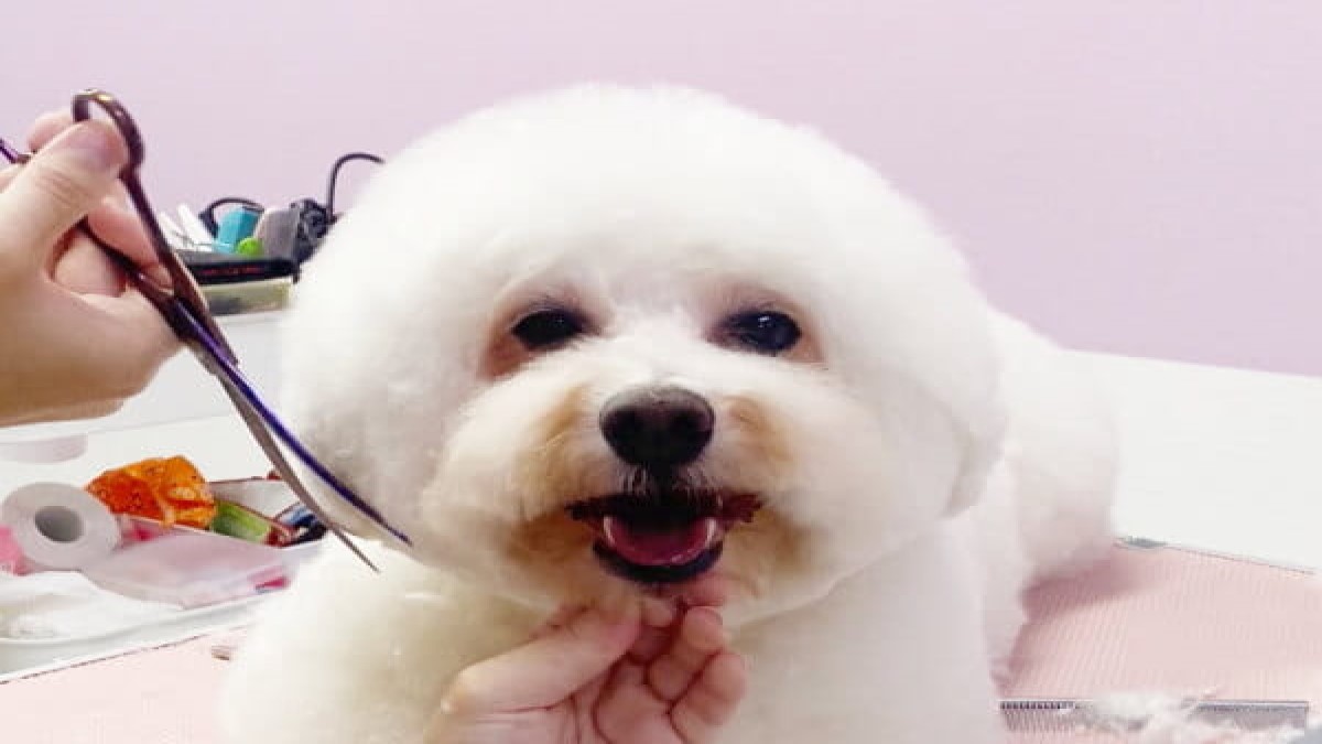 Dog Salon BOB 庄内店