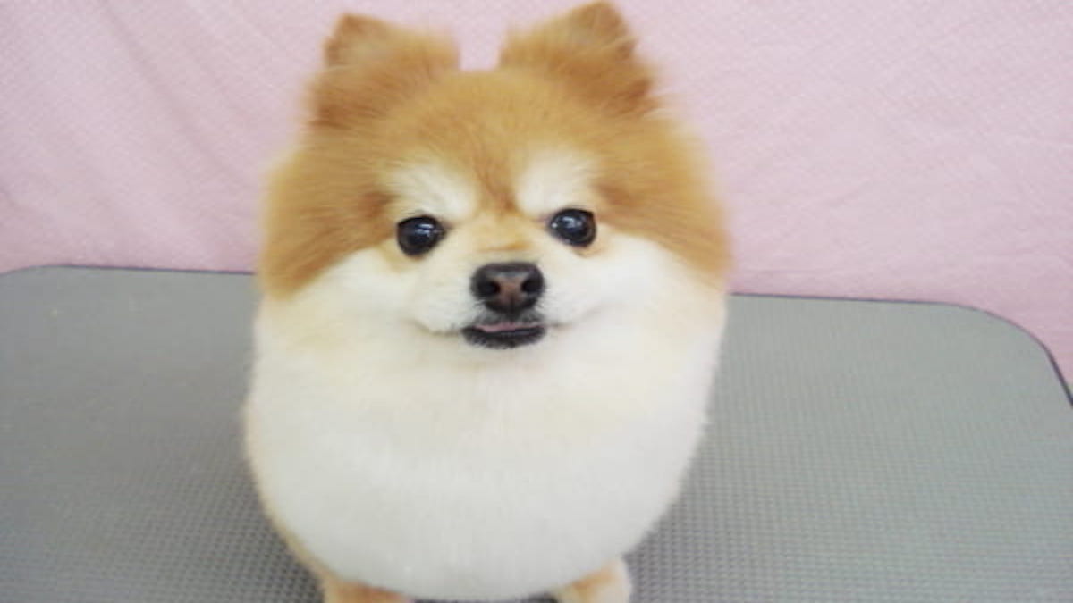 センチュリーペット 西神中央店