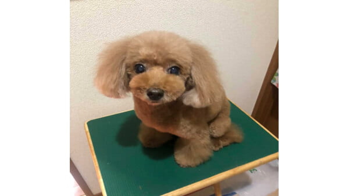 出張トリミング Lupinus Dog(愛知・東京・埼玉)
