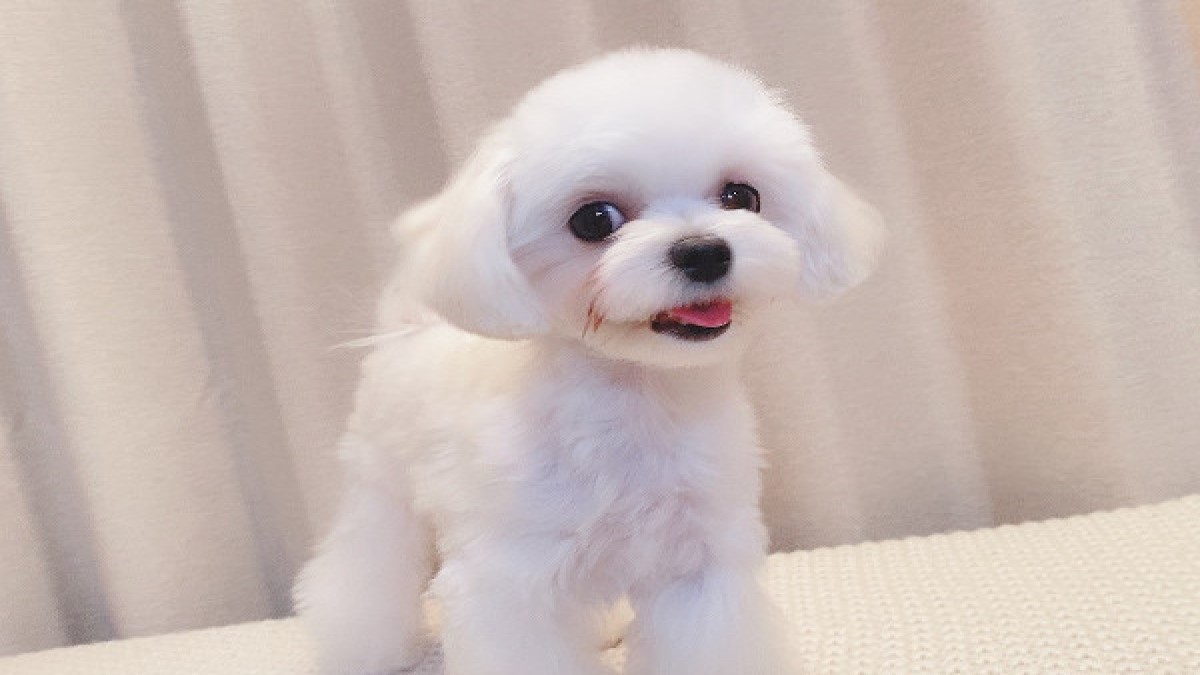 Dog Salon LuLu