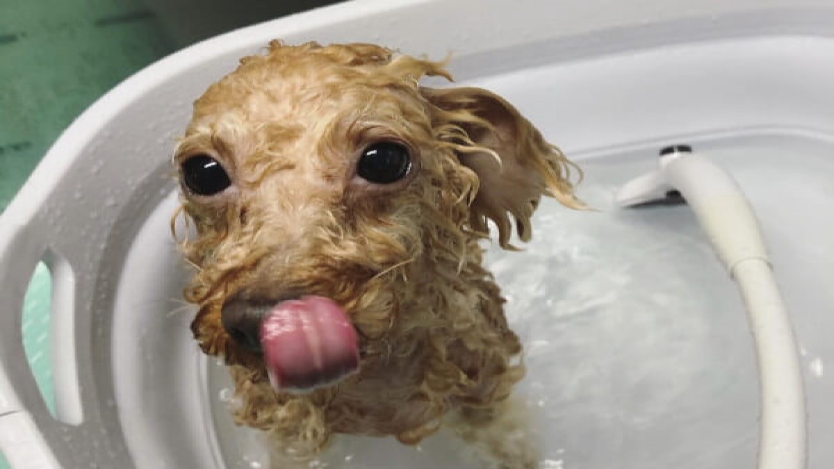 Dog spa HOLOI