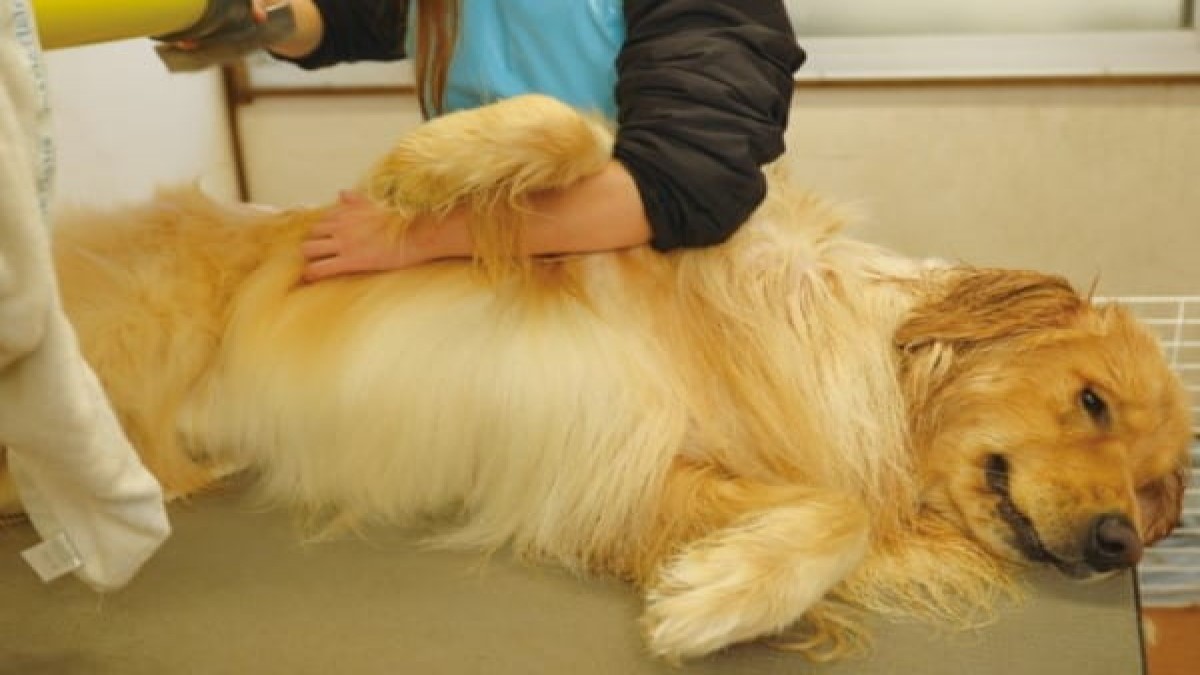 犬処ケンケン 長野東和田店