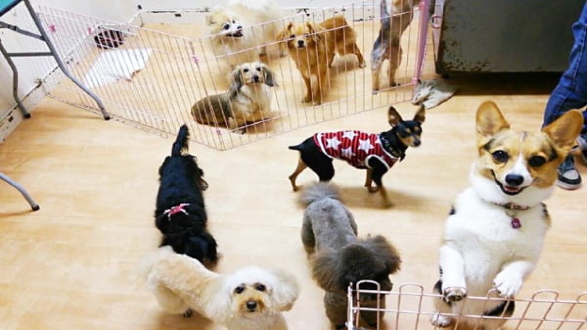 犬処ケンケン 出張トリミング