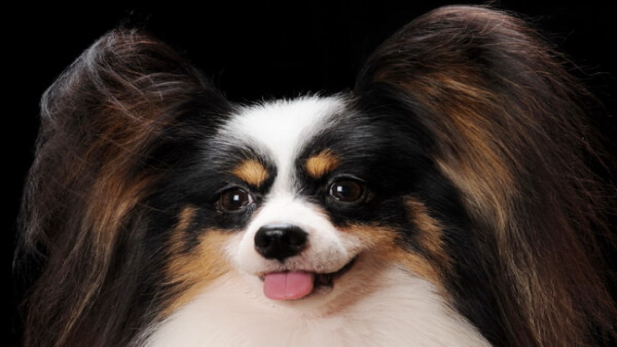 Queen Bless 愛犬倶楽部
