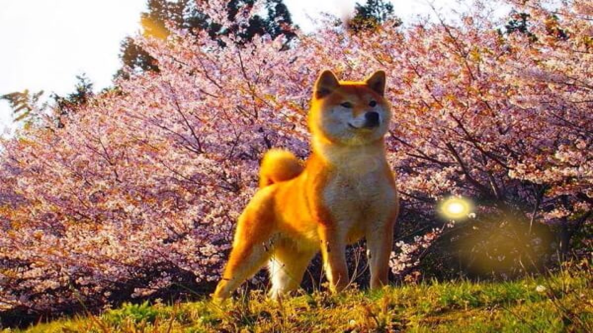 Queen Bless 愛犬倶楽部